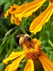 Apis mellifera