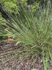 Carex tereticaulis