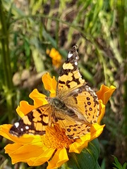 Vanessa annabella