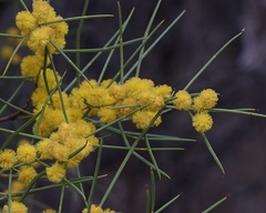 Acacia rigens