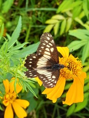 Catasticta nimbice nimbice
