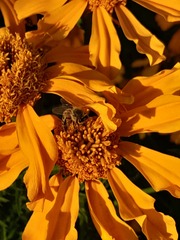 Apis mellifera