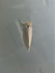 Trichiocercus sparshalli