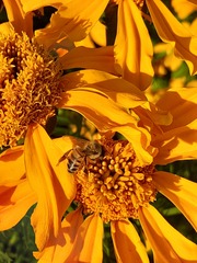 Apis mellifera