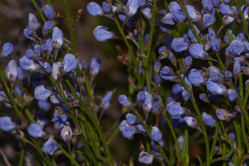 Comesperma volubile (Comesperma volubile)