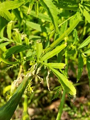 Tagetes erecta