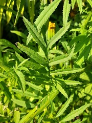 Tagetes erecta