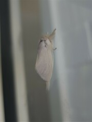 Trichiocercus sparshalli