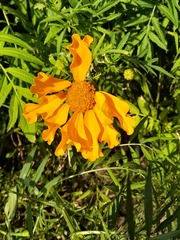 Tagetes erecta