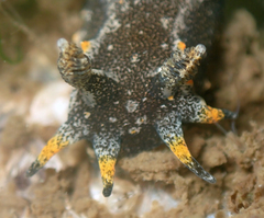 Polycera hedgpethi