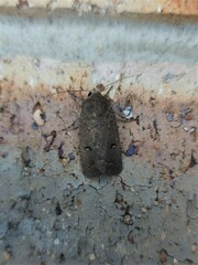 Proteuxoa hypochalchis