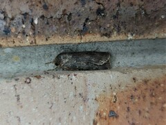 Agrotis munda