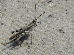 Psinidia fenestralis
