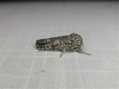 Cryptophasa irrorata