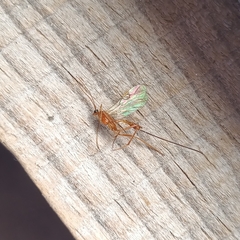 Macrocentrinae