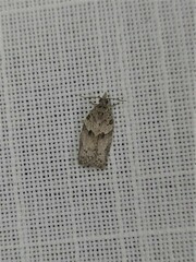 Isotenes miserana