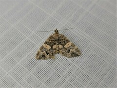 Chrysolarentia phaedra