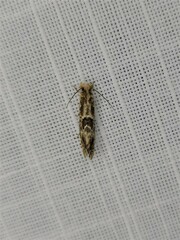 Moerarchis inconcisella