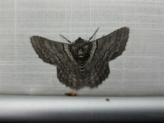 Hypobapta tachyhalotaria