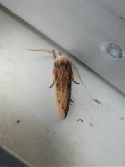 Cryptophasa rubescens