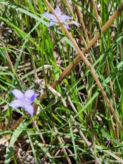 Wahlenbergia gracilis