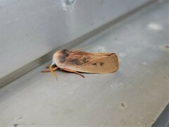 Cryptophasa rubescens