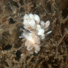 Trinchesia albocrusta