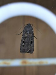 Agrotis ipsilon