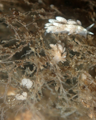 Trinchesia albocrusta