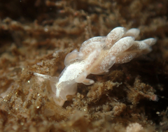 Trinchesia albocrusta