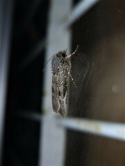 Agrotis ipsilon
