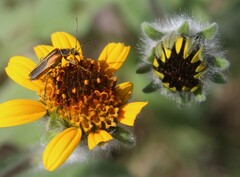 Chauliognathus opacus