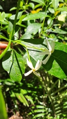 Atractocarpus benthamianus