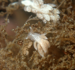 Trinchesia albocrusta