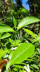 Atractocarpus benthamianus