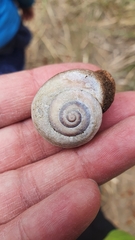 Otala punctata