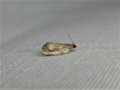 Acroceuthes metaxanthana