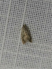 Acroceuthes metaxanthana