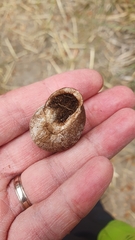 Otala punctata