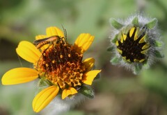 Chauliognathus opacus