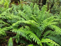 Polystichum proliferum