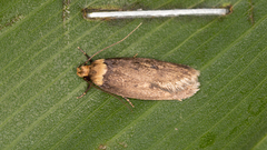 Mimobrachyoma maculifera