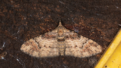 Mnesiloba eupitheciata