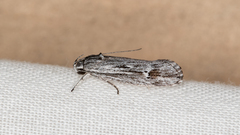 Lichenaula tuberculata