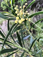 Acacia uncifolia
