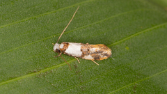 Monopis meliorella