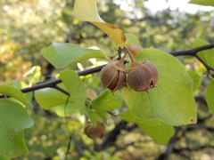Styrax redivivus