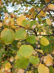 Styrax redivivus