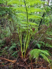 Cyathea australis