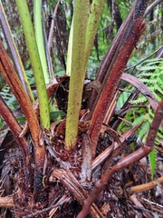 Cyathea australis